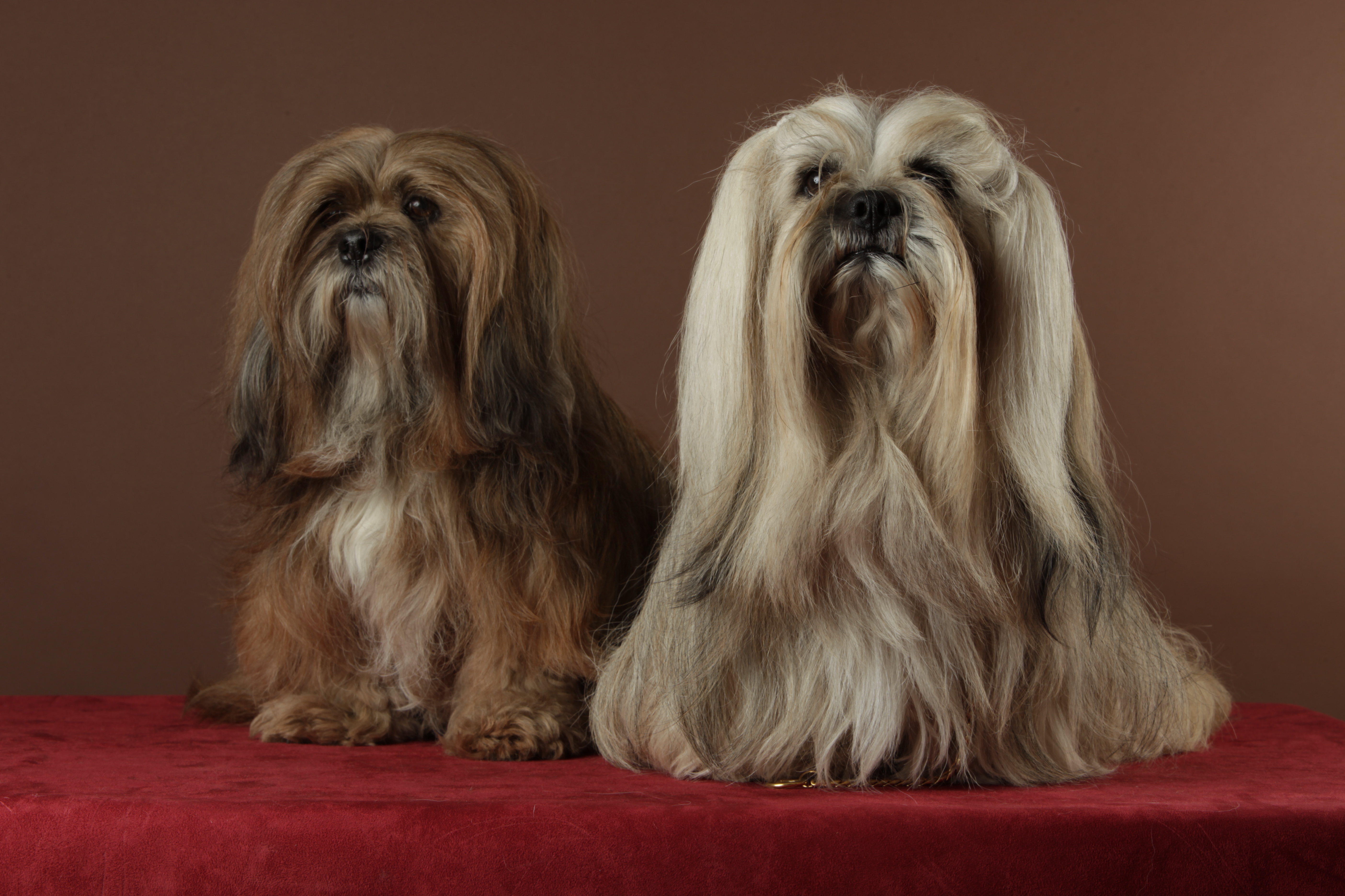 image Lhassa de Yves